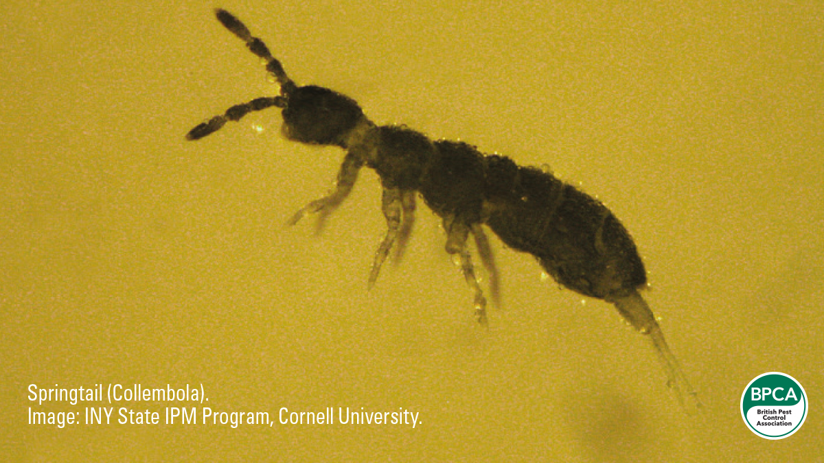Springtail CollembolaNon pest insects BPCA Springtail CollembolaNon pest insects BPCA